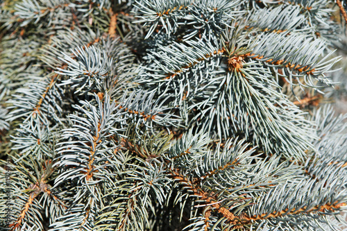 The background of bright green spruce