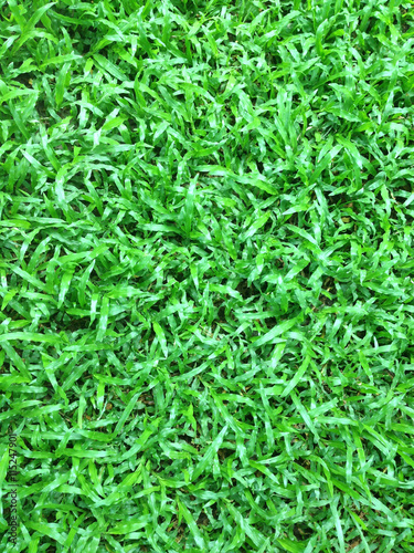 grass background