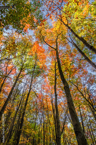 Autumn foliage, hardwood forest