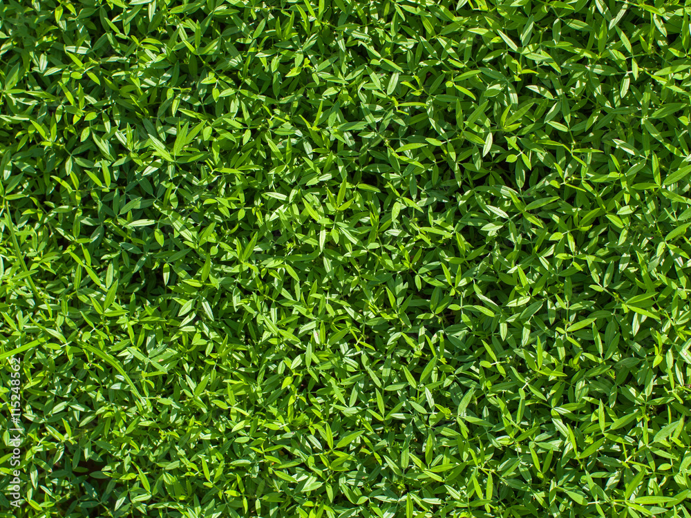 green nature backgroun and texture green nature backgroun and texture