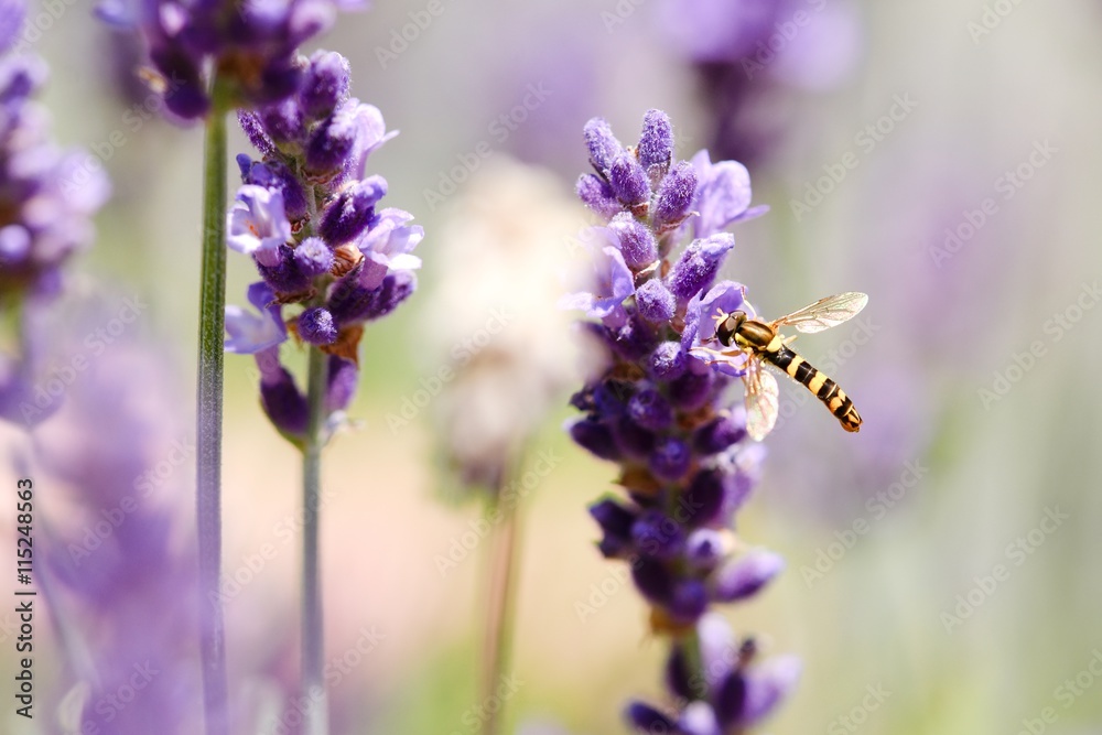 Small black and yellow wasp on lavender flowers Small black and yellow wasp on lavender flowers