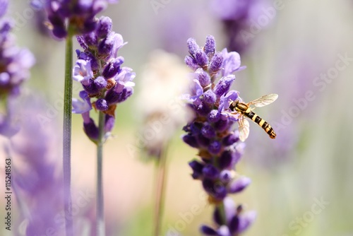 Small black and yellow wasp on lavender flowers