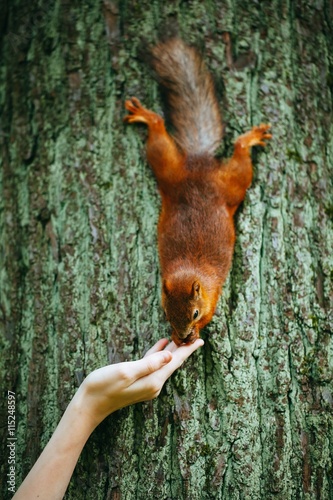 squirrel eating a nut from a hand on a tree