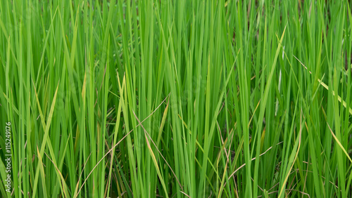 rice plant green pattern background