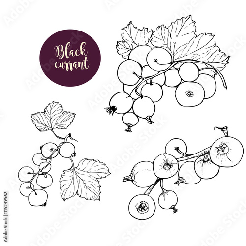 Hand drawn black currant stems in vector