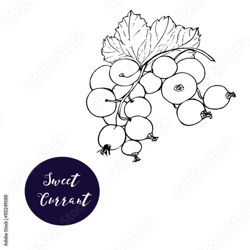 Vector ink hand drawn vintage currant. It can be used for design packaging, menu, web-design