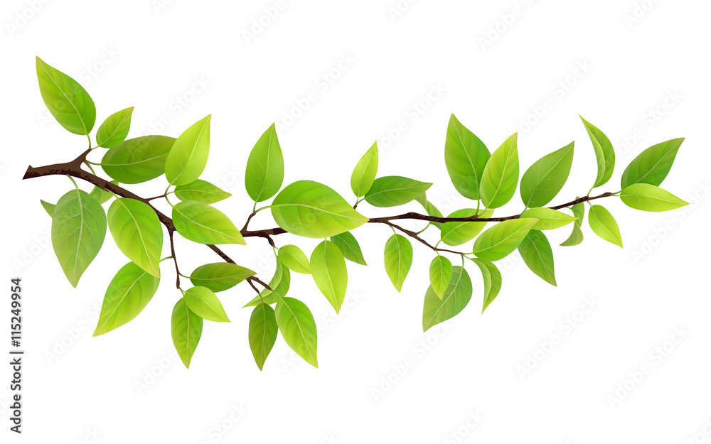 Obraz premium Small tree branch with green leaves. Detailed vector plant, isolated on white background.