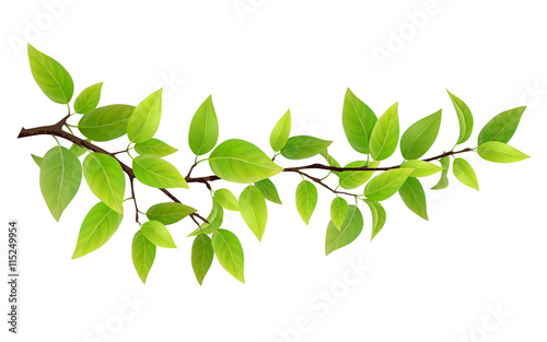 Small tree branch with green leaves. Detailed vector plant, isolated on white background.