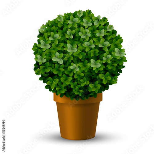 Decorative spherical trimming boxwood in a pot. Topiary plants ornamental garden.
