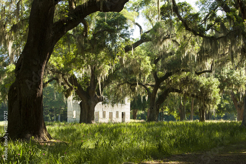 American deep south with live oaks and ruins in South Carolina photo