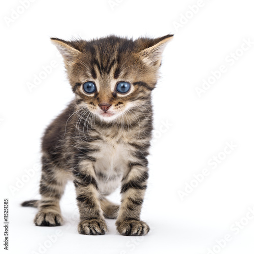 Grey striped kitten standing on a white background. © olgapkurguzova