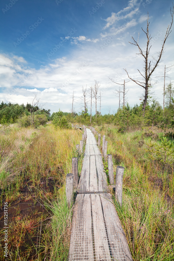 wooden path on the swamp wooden path on the swamp