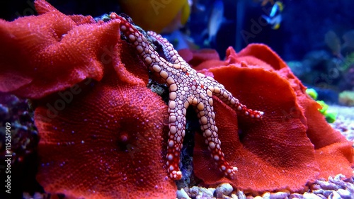 Canvas Print Red Fromia Starfish on red mushroom coral