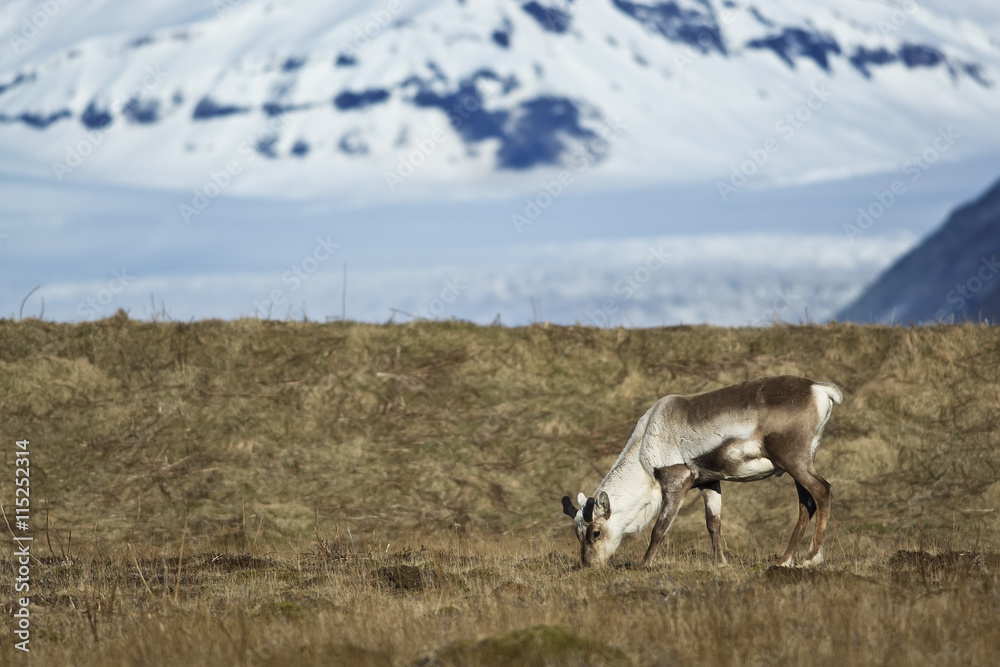 Obraz premium Reindeer eats grass