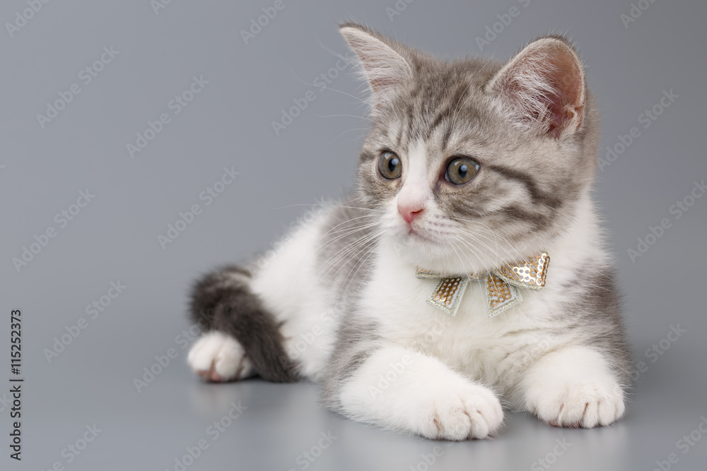 Grey kitten with a bow on his neck sitting on a grey background.