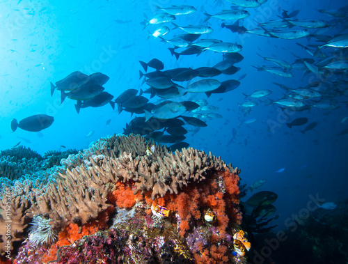 Colorful coral reef and school of fish in Raja Ampat  Indonesia. 