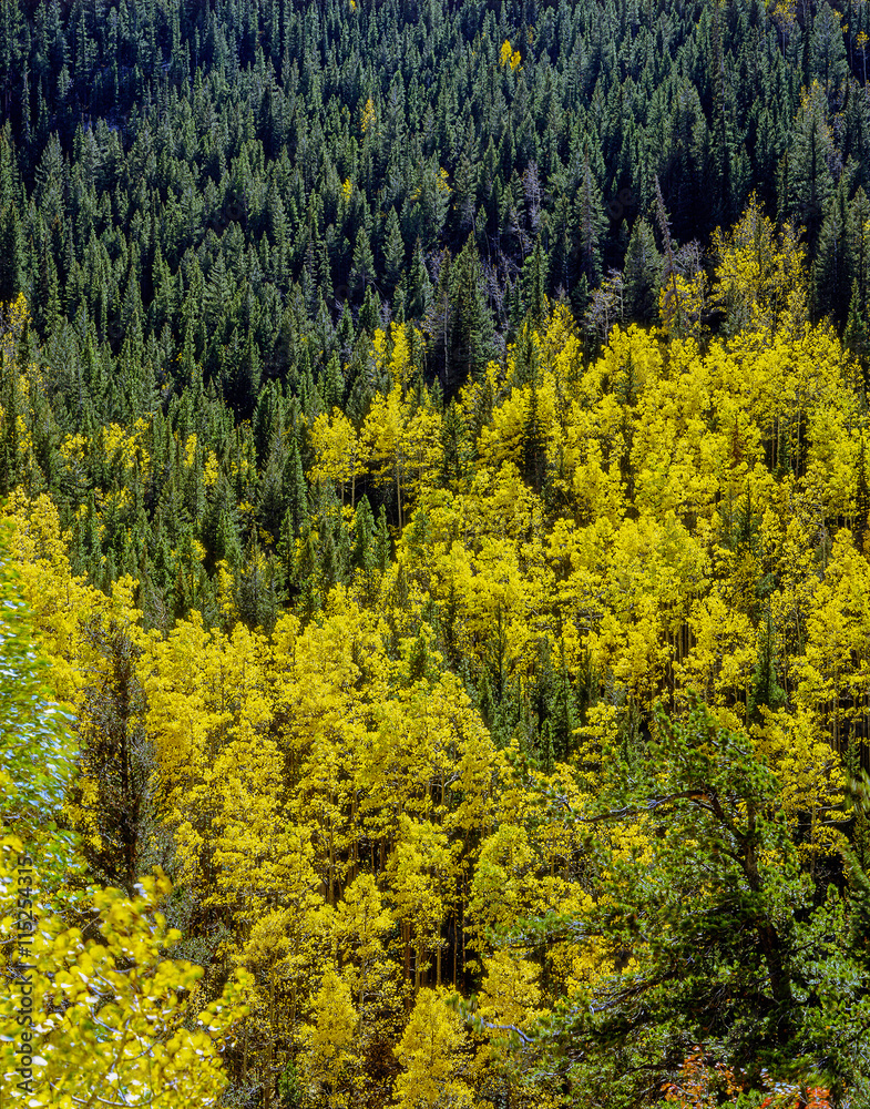 Autumn Forest Autumn Forest