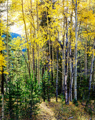 Fall in Rocky Mountains, Colorado