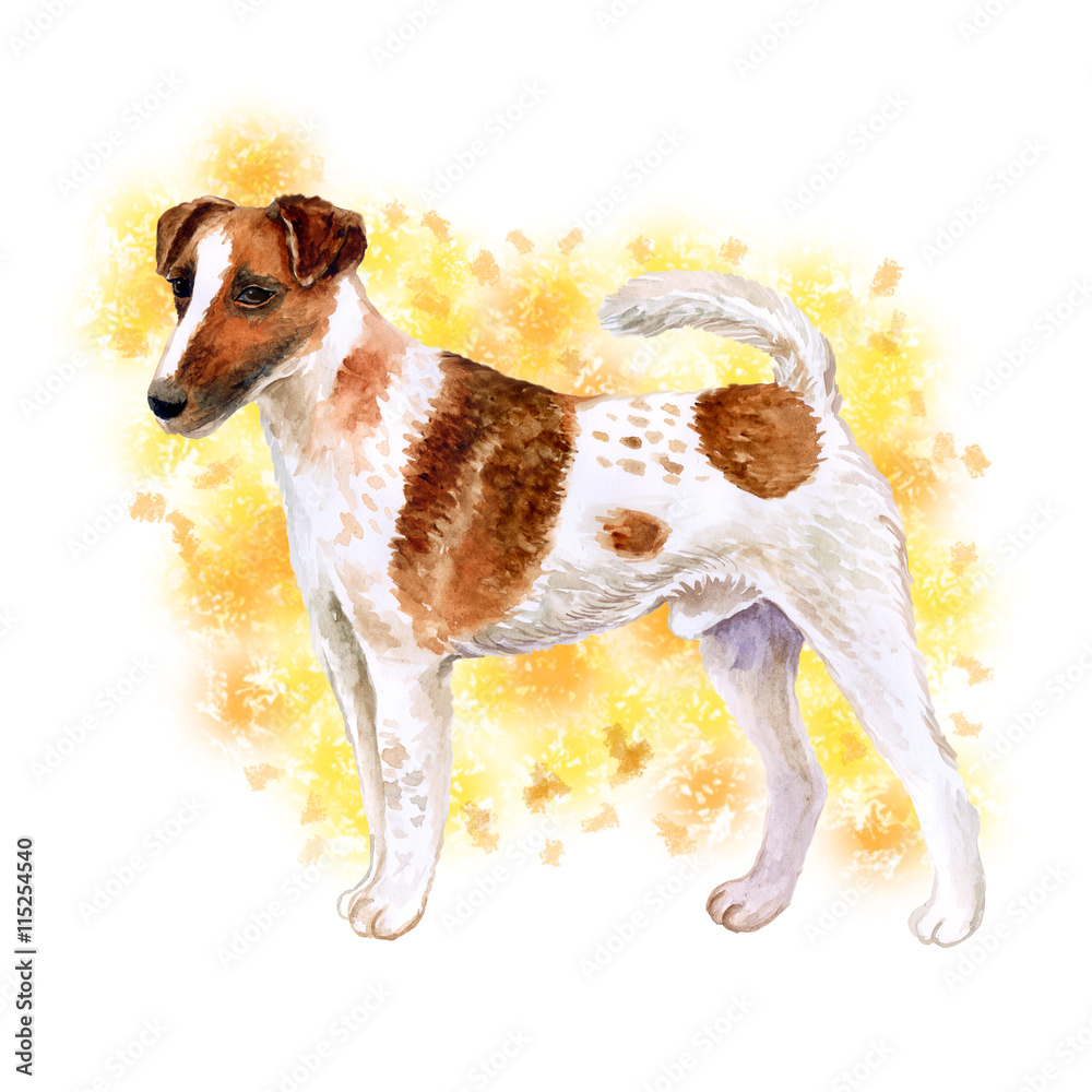 Watercolor closeup portrait of cute Fox Terrier Smooth breed dog isolated  on abstract background. Shorthair small hunting dog posing at dog show.  Hand drawn home pet. Greeting card design. Clip art Stock
