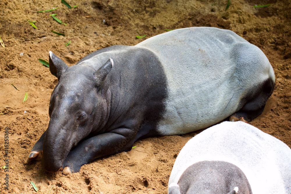 Malayan tapir or Asian tapir (Tapirus indicus) Malayan tapir or Asian tapir (Tapirus indicus)