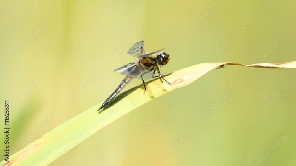 großer Blaupfeil, Libelle auf Rohrkolben großer Blaupfeil, Libelle auf Rohrkolben