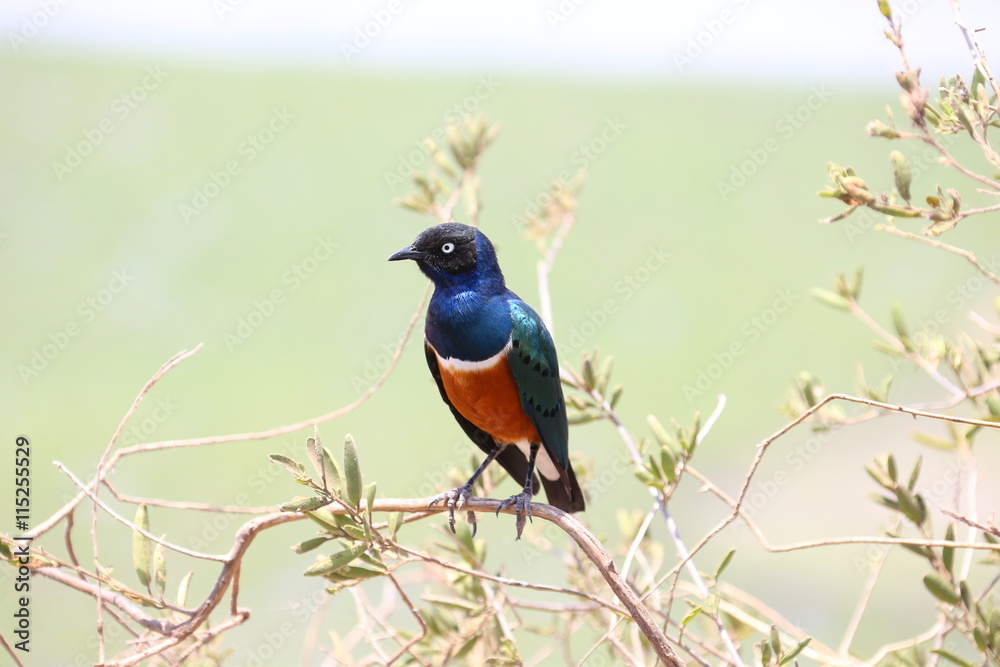 Colorful Bird Colorful Bird