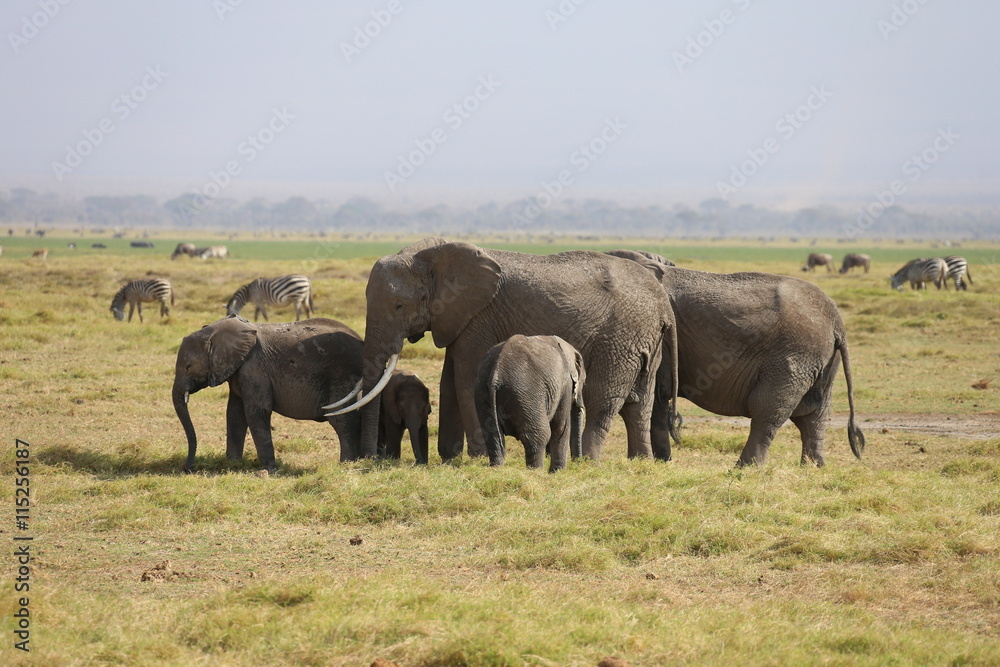 Wild Elephants