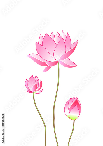 Fototapeta Naklejka Na Ścianę i Meble -  pink lotus flowers