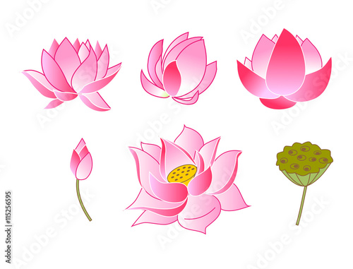 pink lotus flowers