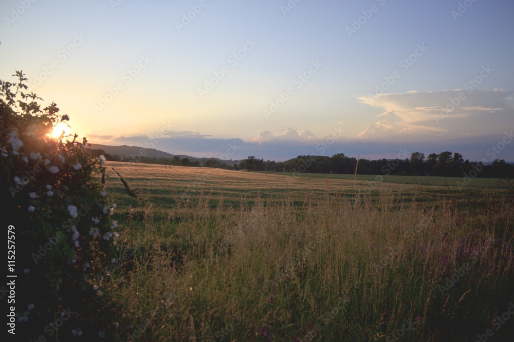 Beautiful summer sunset over the fields and forest