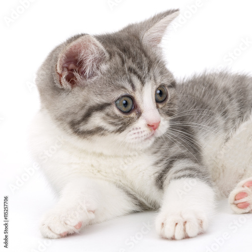 Gray kitten lies on a white background and looking to the side. © olgapkurguzova