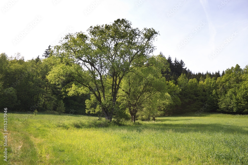 Obraz premium Spring rural landscape