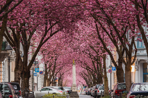 Kirschblüte in Bonn am Rhein