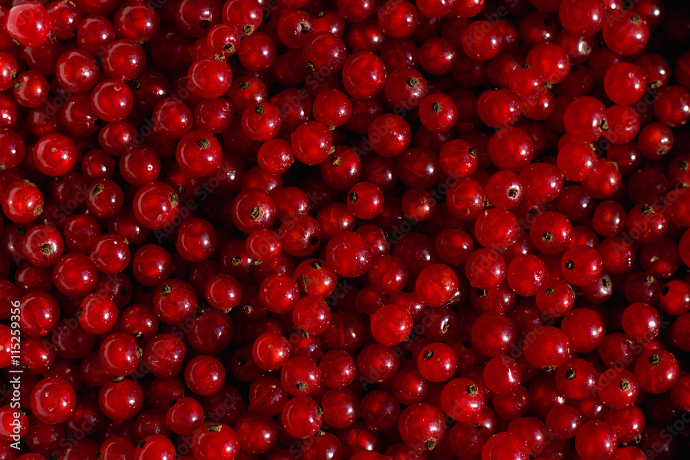 Red currants as a background Red currants as a background