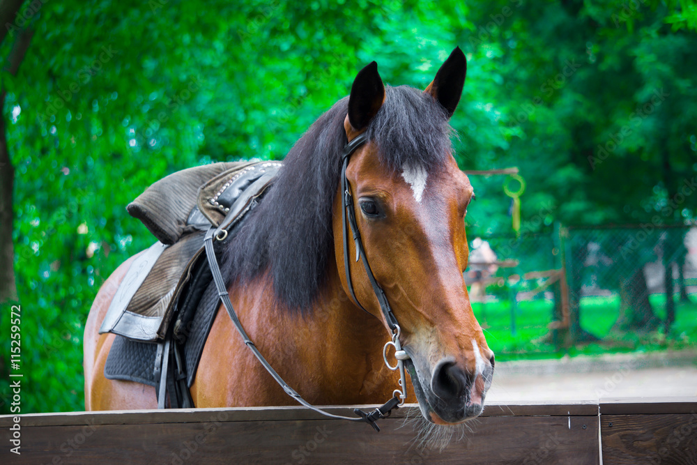 The horse in the stall, brown horse