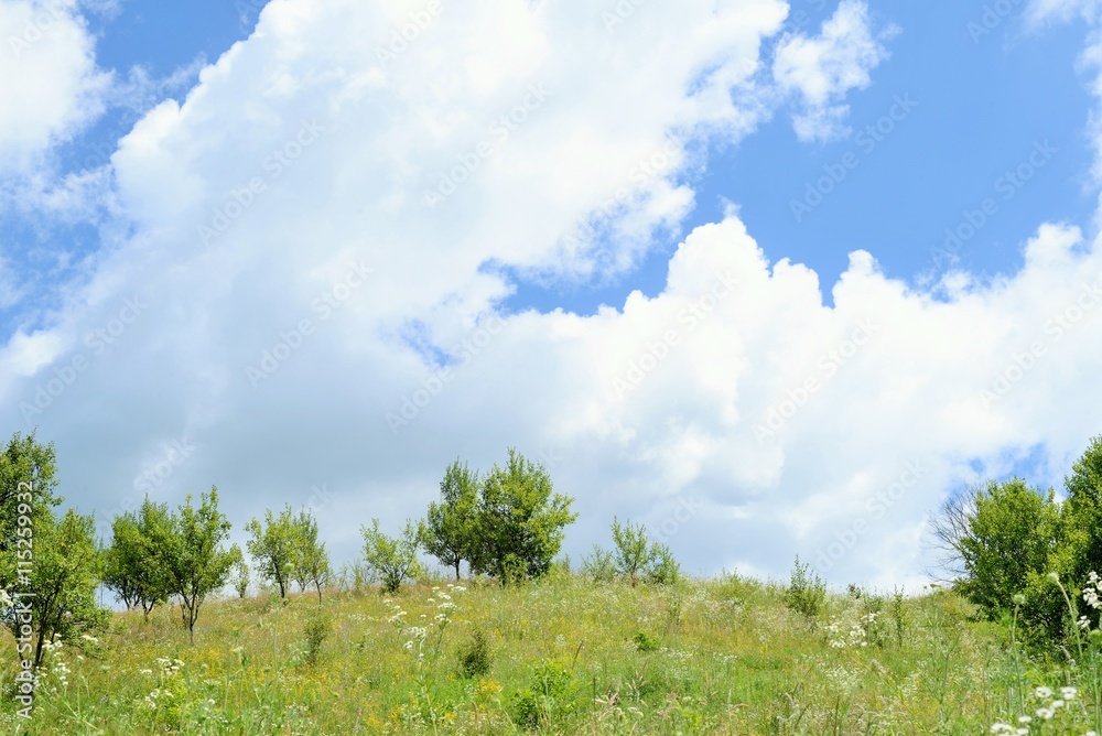 Obraz premium Hilly landscape full of herbs and a blue sky