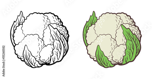 Stylized illustration of couliflower. Vector, isolated on white. Outline and colored version