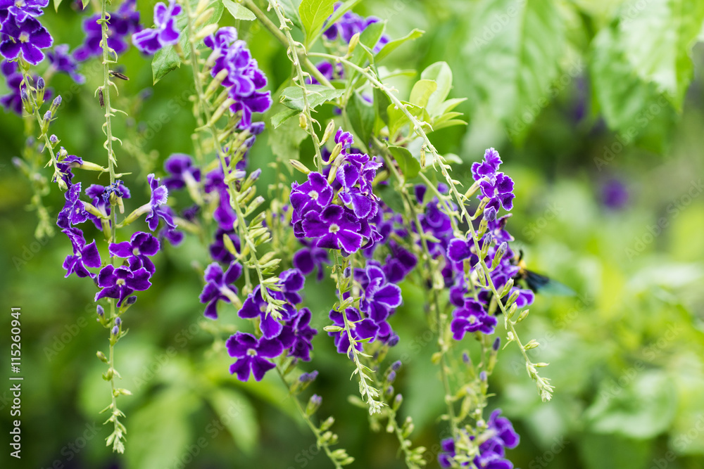 violet flower in the name is 