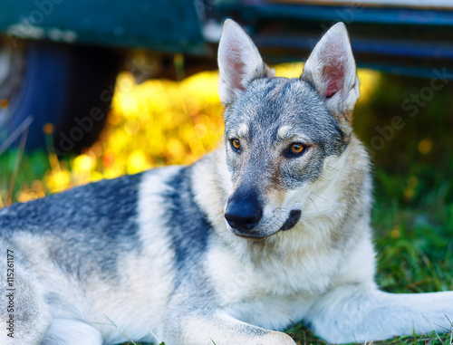 domesticated wolf dog resting relaxed on a meadow in shadow of caravan car. Czechoslovakian shepherd. photo