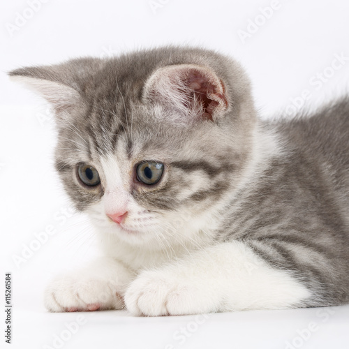 Gray kitten on a white background getting ready to jump. Portrai