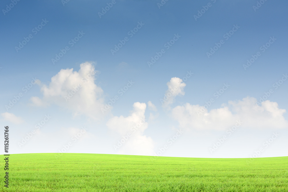 Background green grass and blue sky Background green grass and blue sky