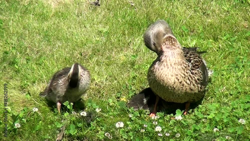 Duckling and mother duck are cleaning their feathers on the green grass. Little ducklings are hiding from mommy under the wings. Young Chicks of birds in nature. Loving family of animals. Duckling and mother duck are cleaning their feathers on the green grass. Little ducklings are hiding from mommy under the wings. Young Chicks of birds in nature. Loving family of animals.