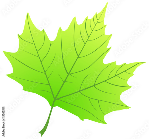 sycamore,(Platanus acerifolia )