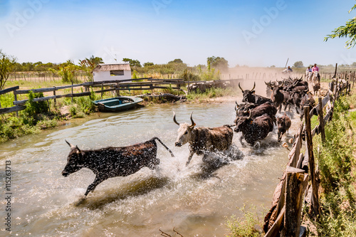 Les taureaux noirs camarguais traversant la rivière photo