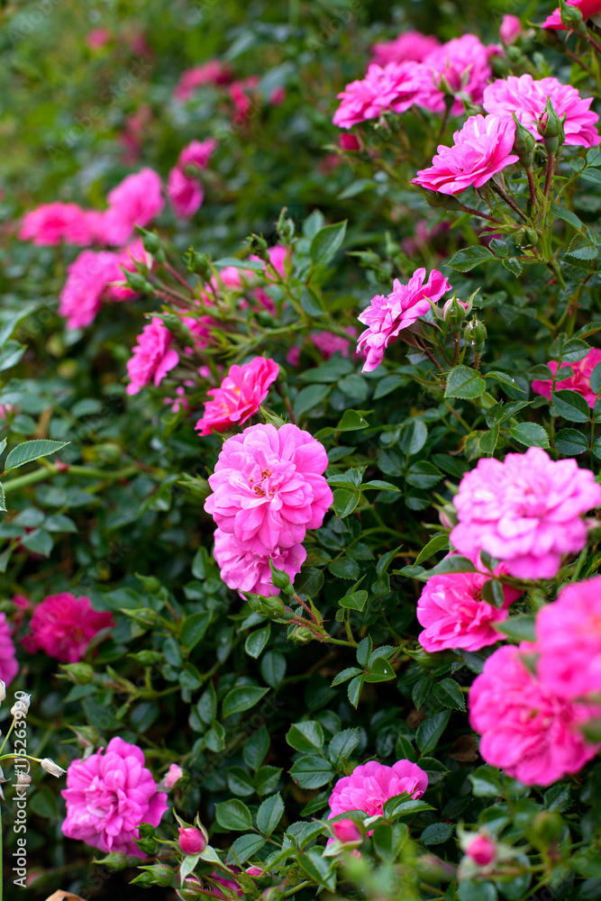 beautiful pink roses