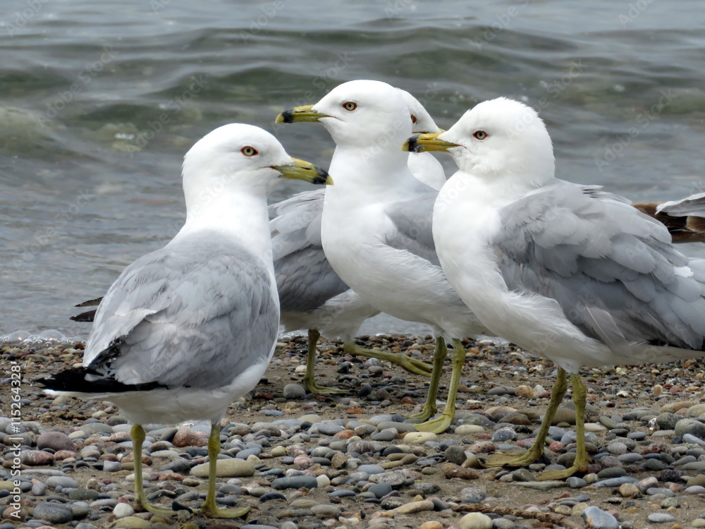 Naklejka premium Toronto Lake gulls 2016