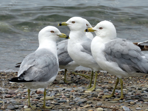 Toronto Lake gulls 2016