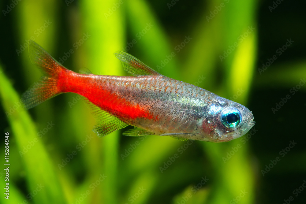 Diamond Head Neon Tetra Stock Photo Adobe Stock