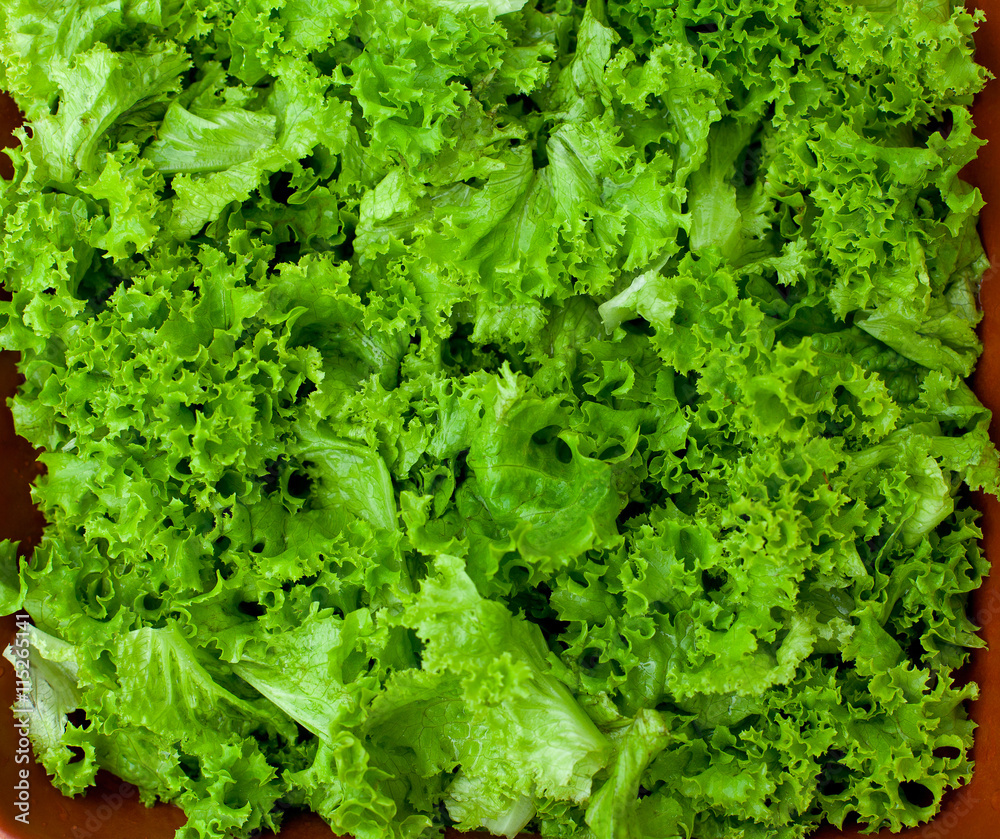 lettuce