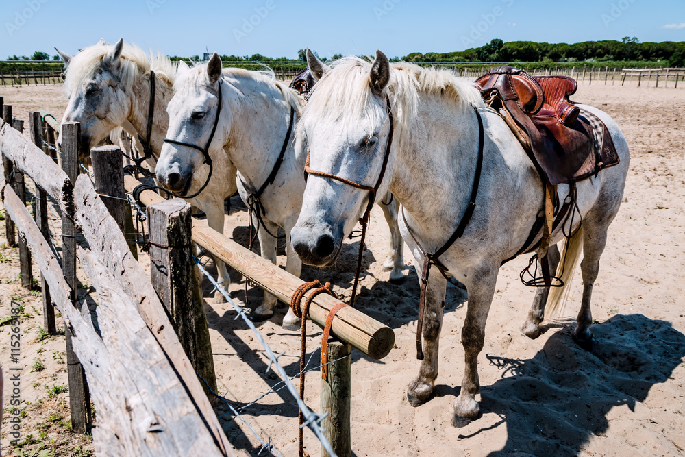 Le Camargue, les chevaux blancs camarguais Le Camargue, les chevaux blancs camarguais